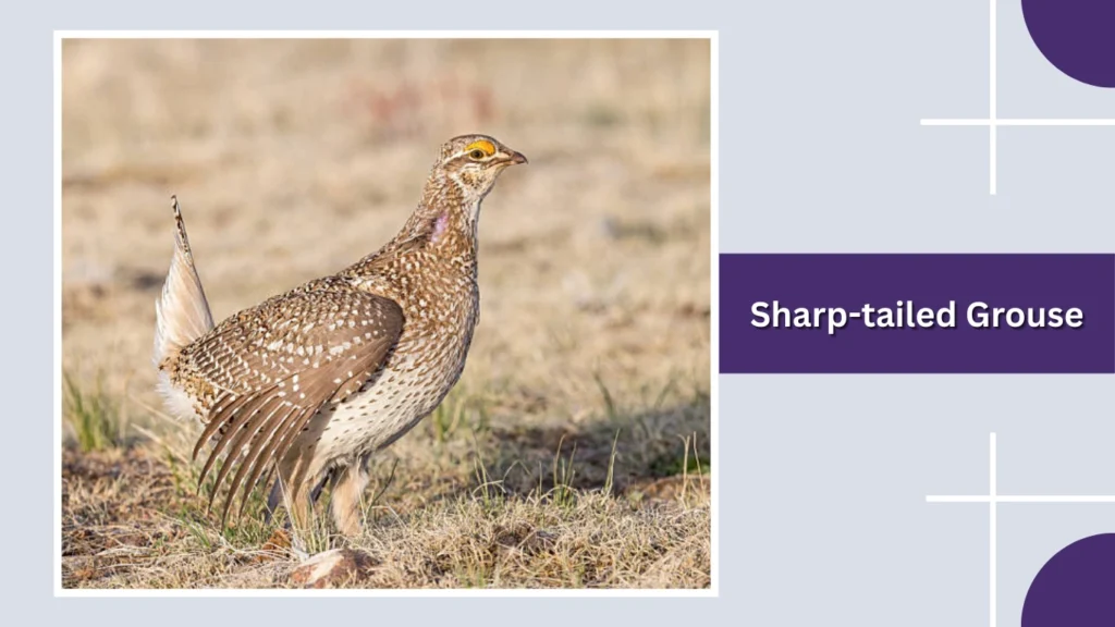 Sharp-tailed Grouse