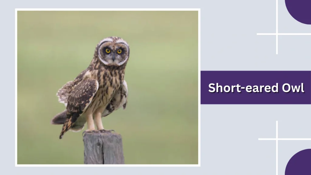 Short-eared Owl