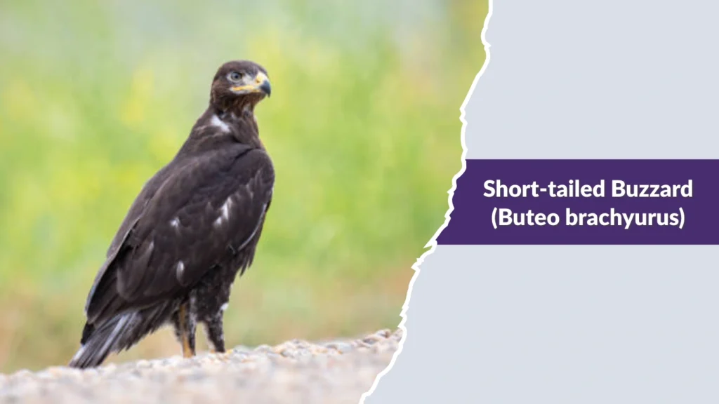 Short-tailed Buzzard (Buteo brachyurus)