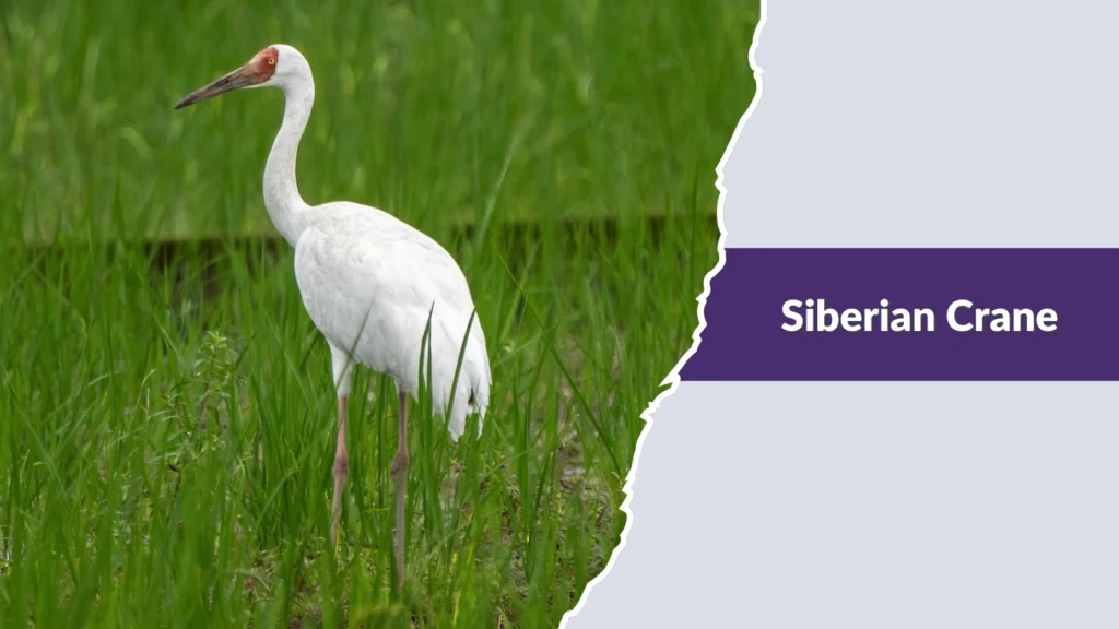 Siberian Crane