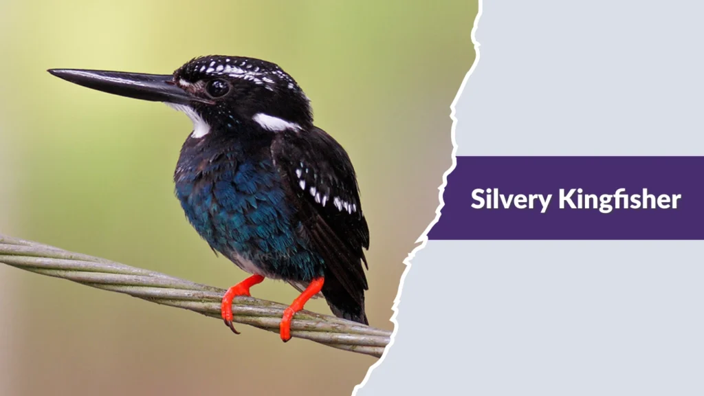 Silvery Kingfisher