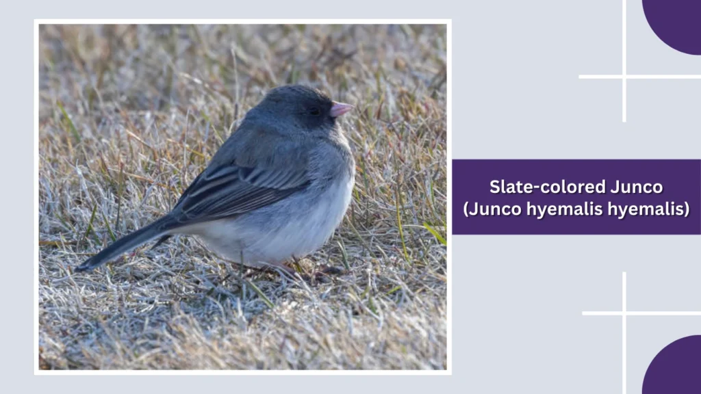 Slate-colored Junco (Junco hyemalis hyemalis)