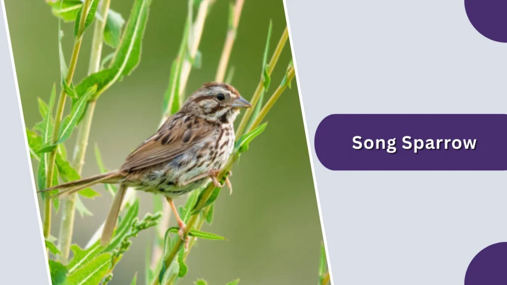 Song Sparrow