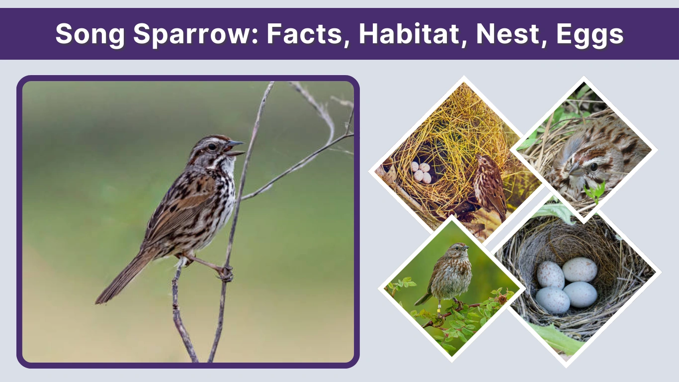 Song Sparrow: Facts, Habitat, Nest, Eggs & Identification Guide