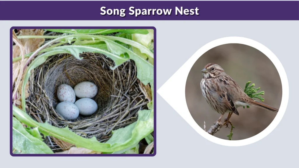 Song Sparrow Nest