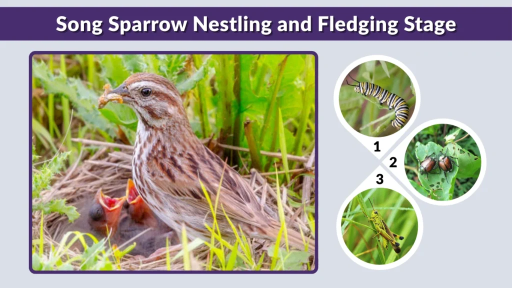Song Sparrow Nestling and Fledging Stage