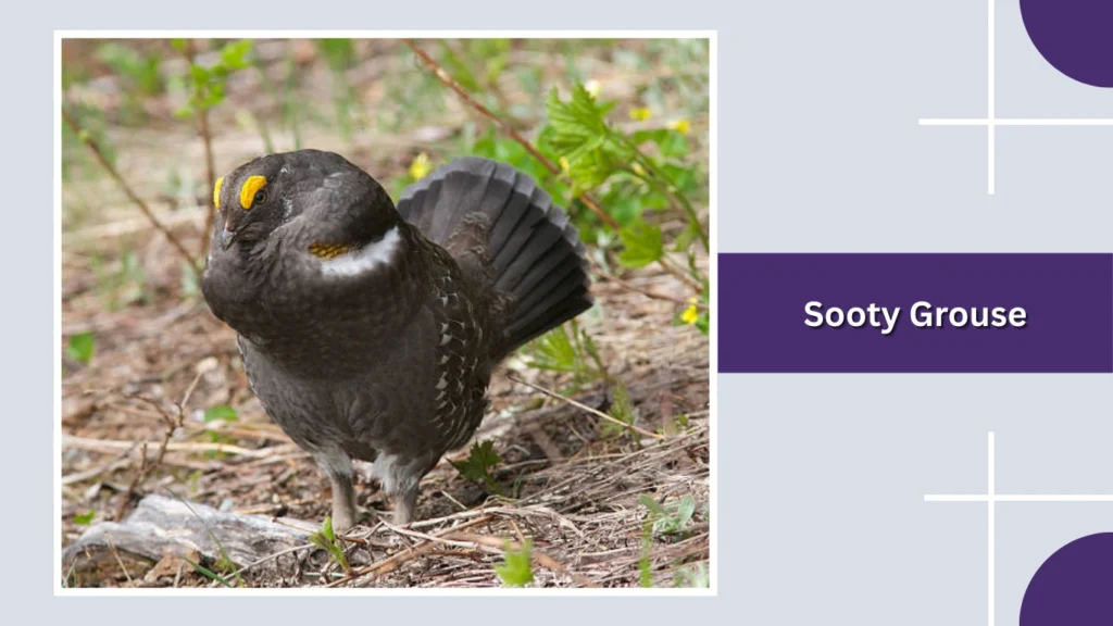 Sooty Grouse
