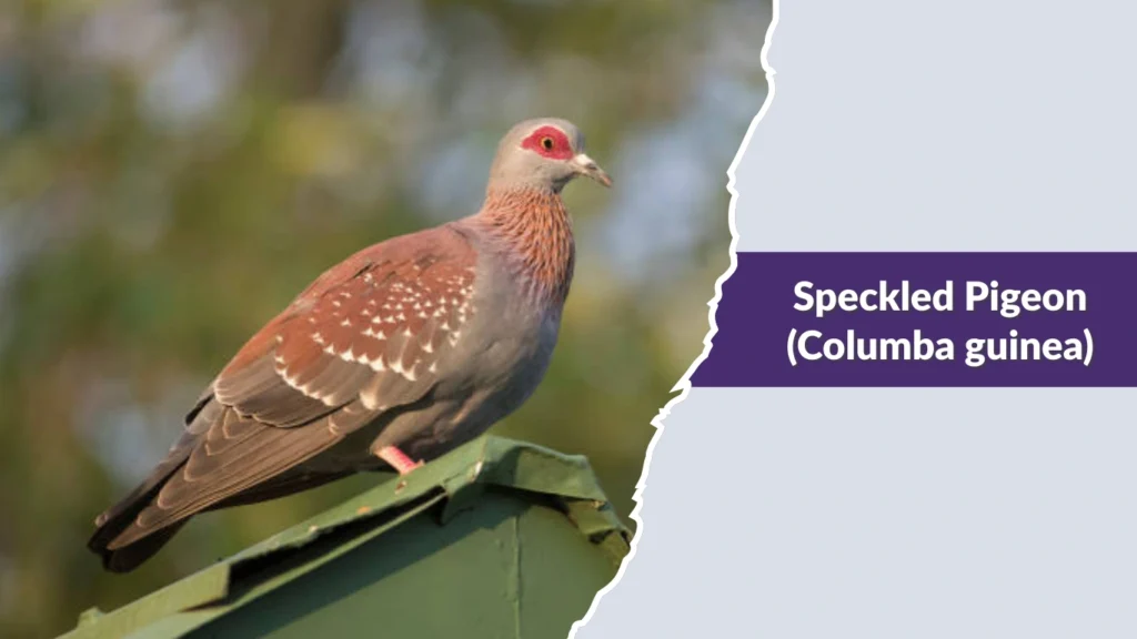 Speckled Pigeon (Columba guinea)