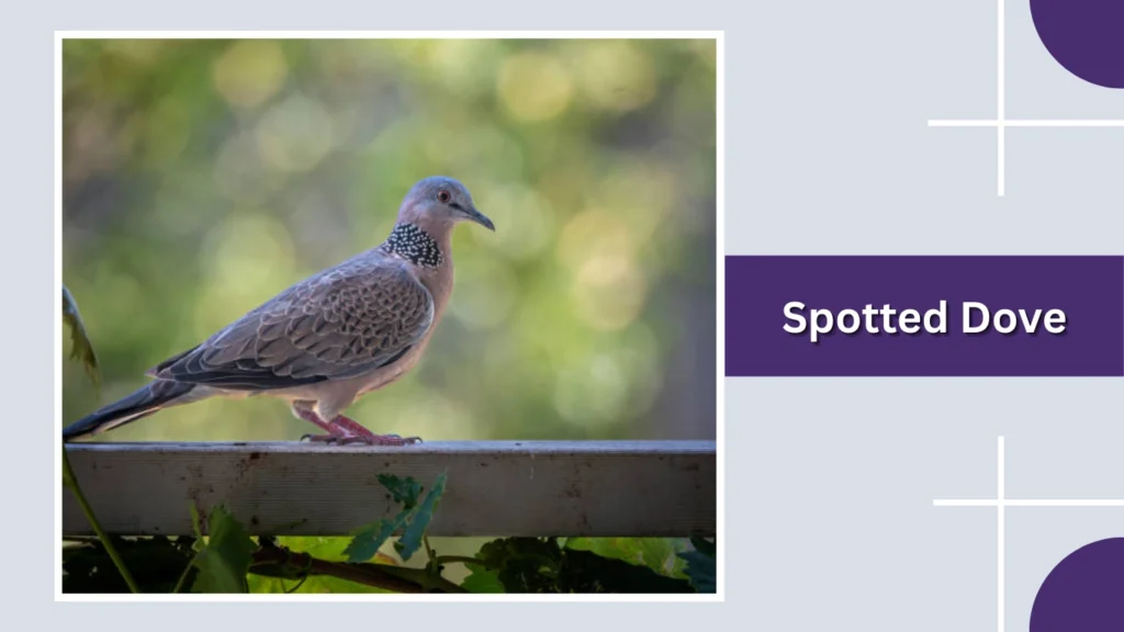Spotted Dove
