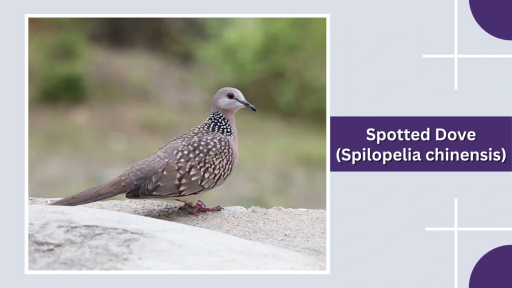 Spotted Dove (Spilopelia chinensis)