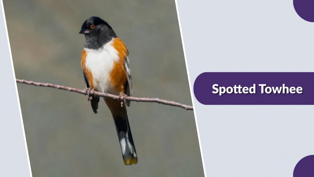 Spotted Towhee