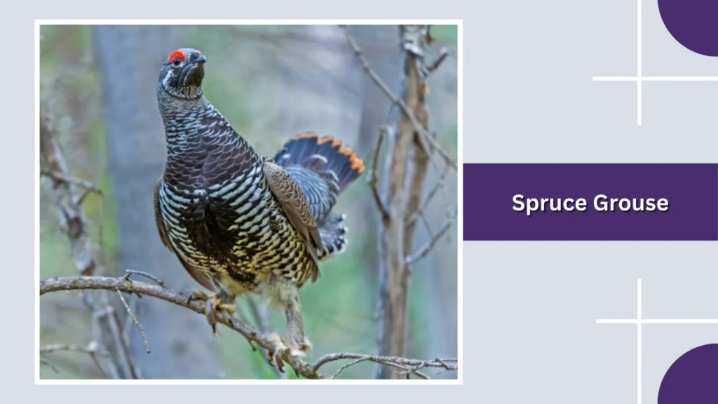 Spruce Grouse