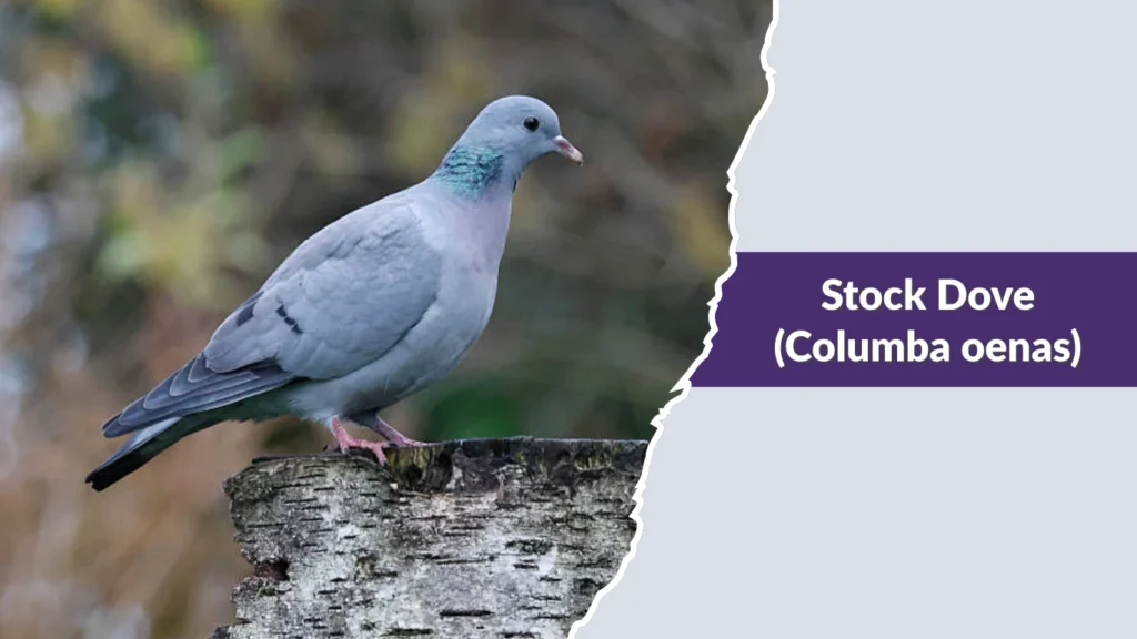 Stock Dove (Columba oenas)