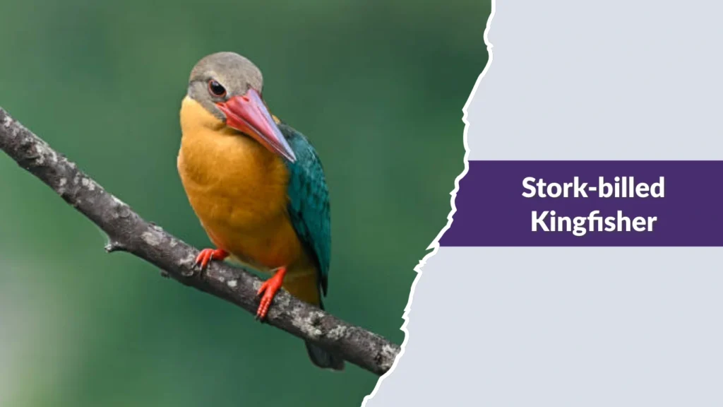 Stork-billed Kingfisher