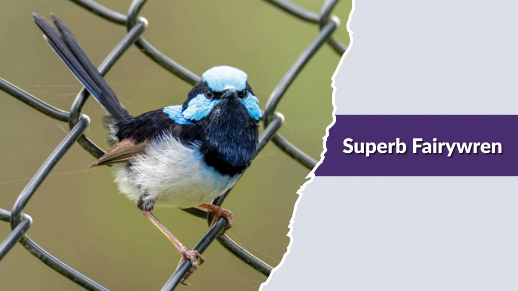 Superb Fairywren