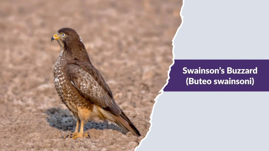 Swainson’s Buzzard (Buteo swainsoni)