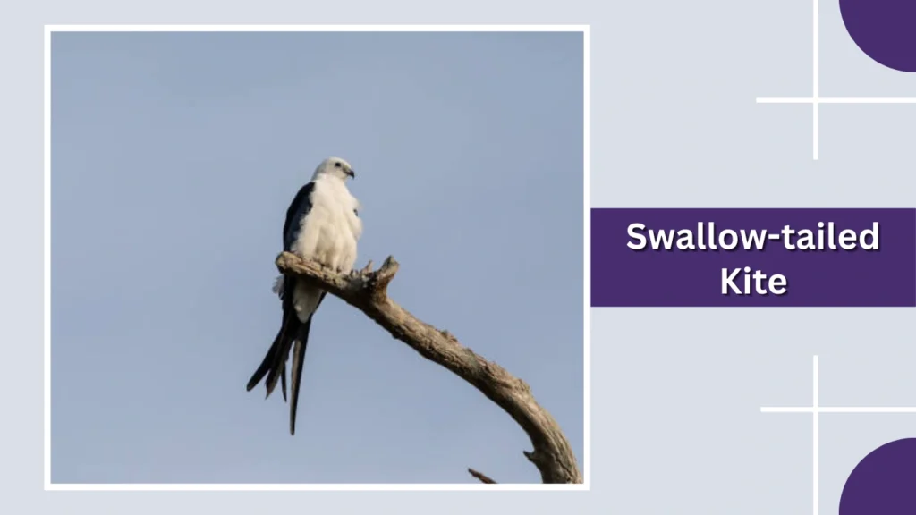 Swallow-tailed Kite