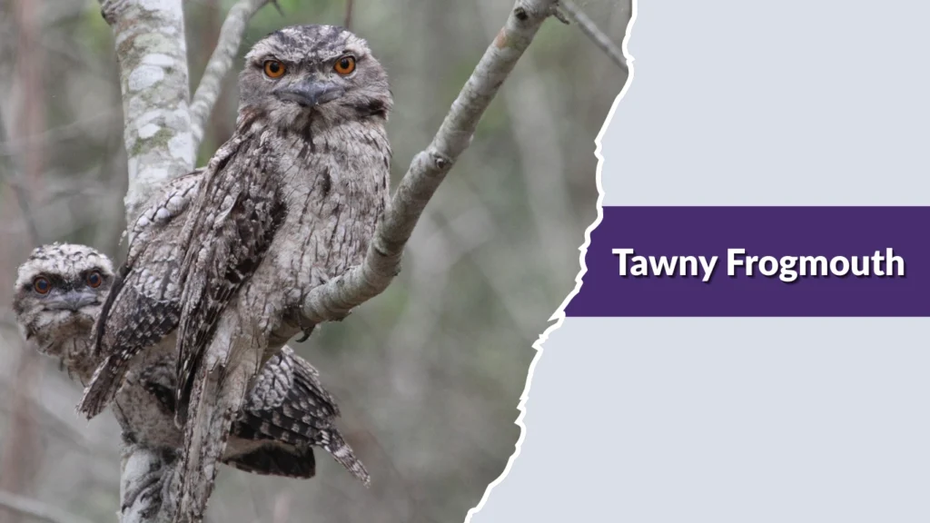 Tawny Frogmouth