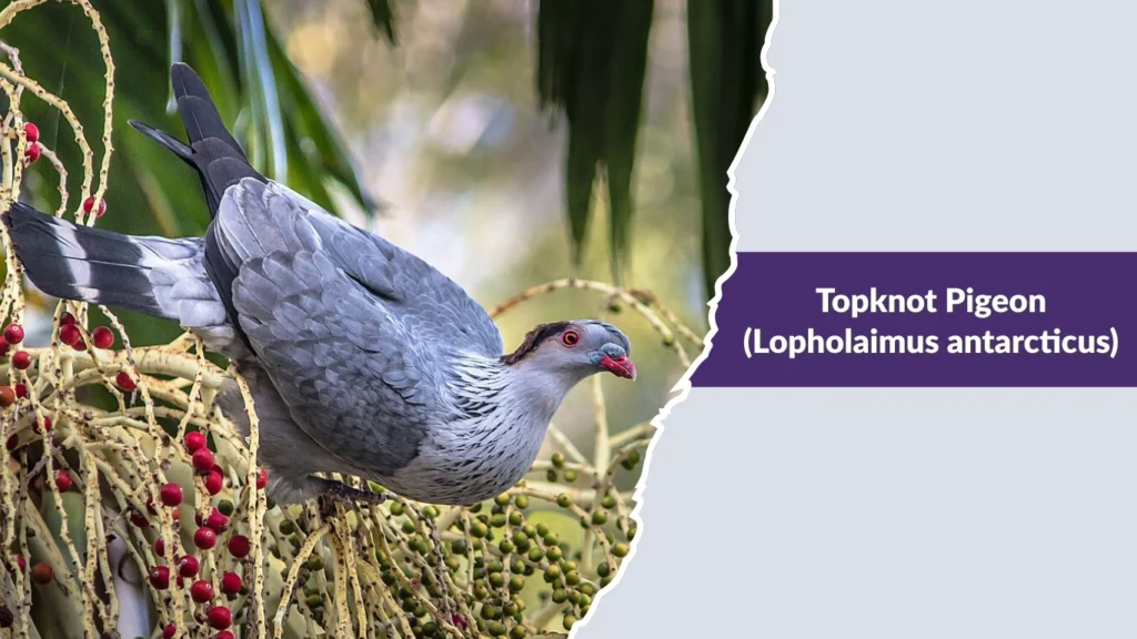 Topknot Pigeon (Lopholaimus antarcticus)