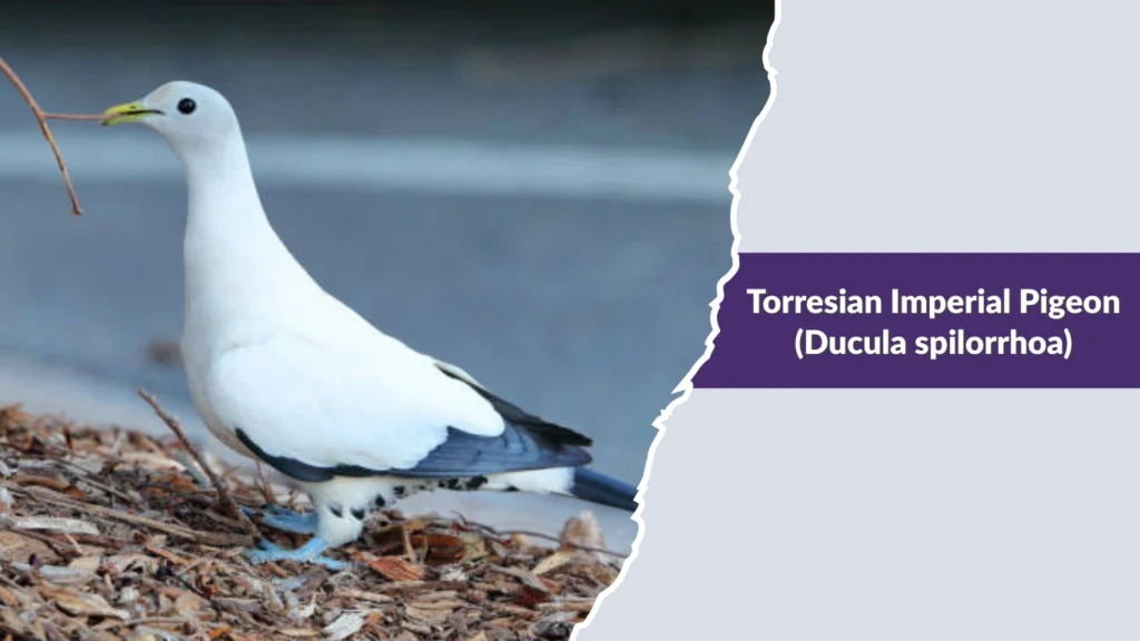 Torresian Imperial Pigeon (Ducula spilorrhoa)