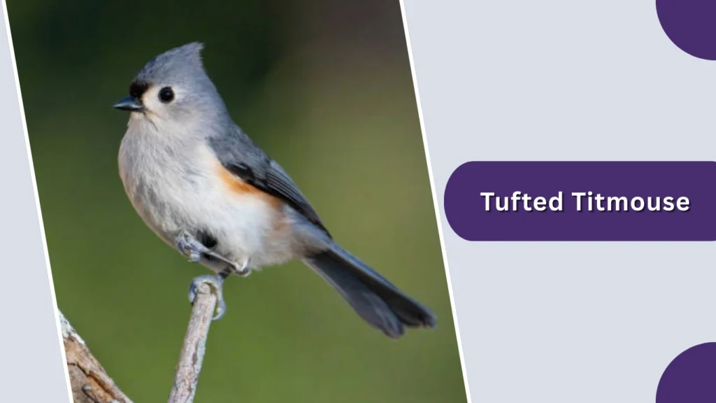 Tufted Titmouse