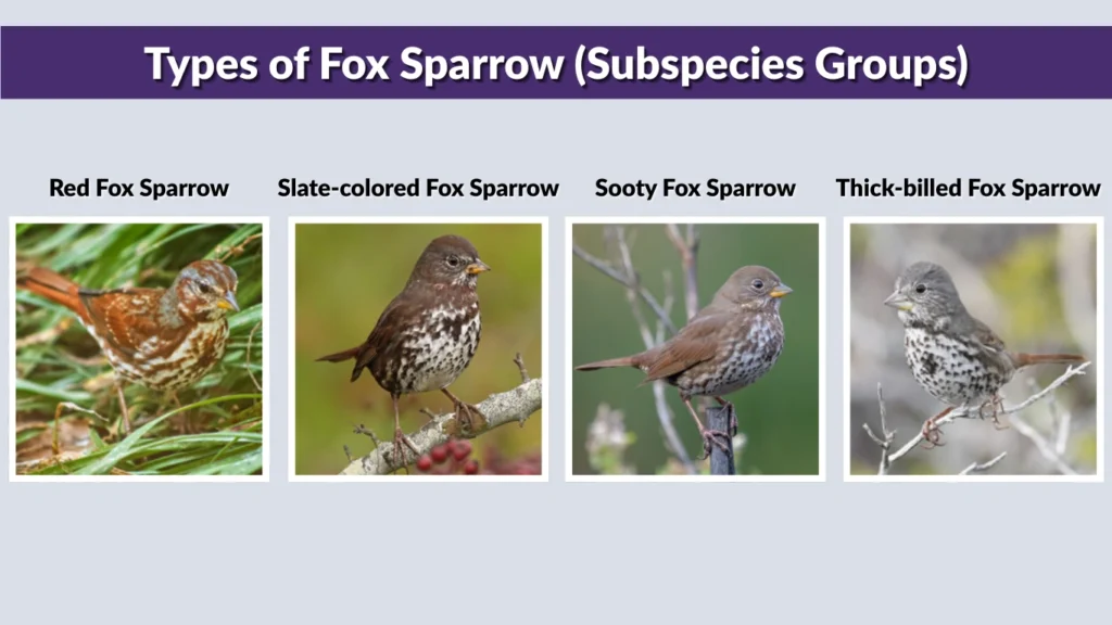 Types of Fox Sparrow (Subspecies Groups)