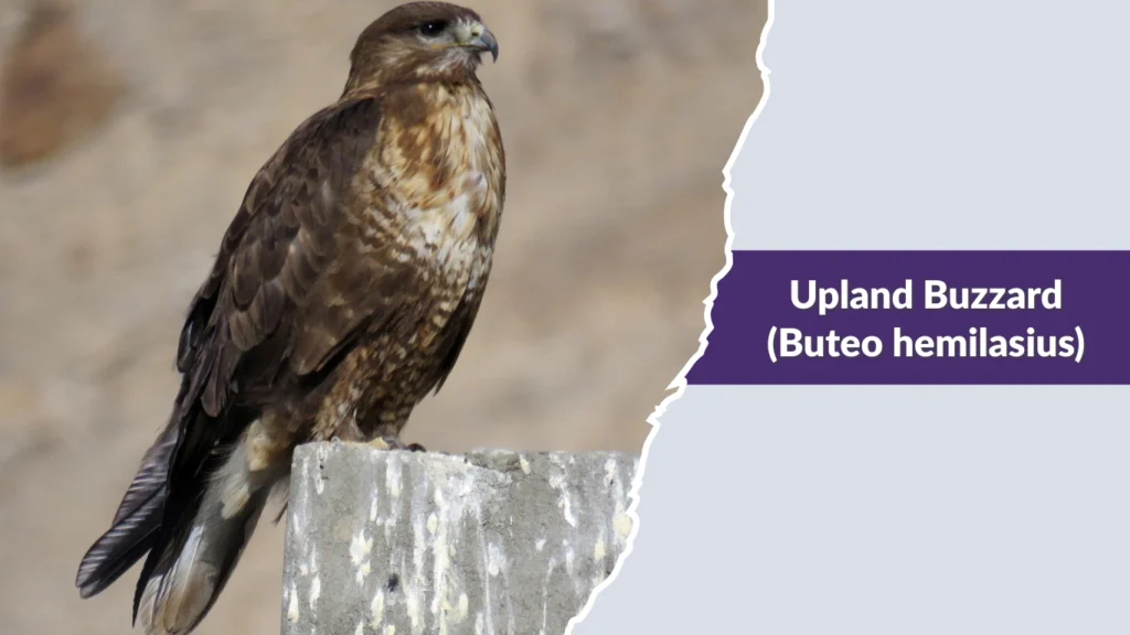 Upland Buzzard (Buteo hemilasius)