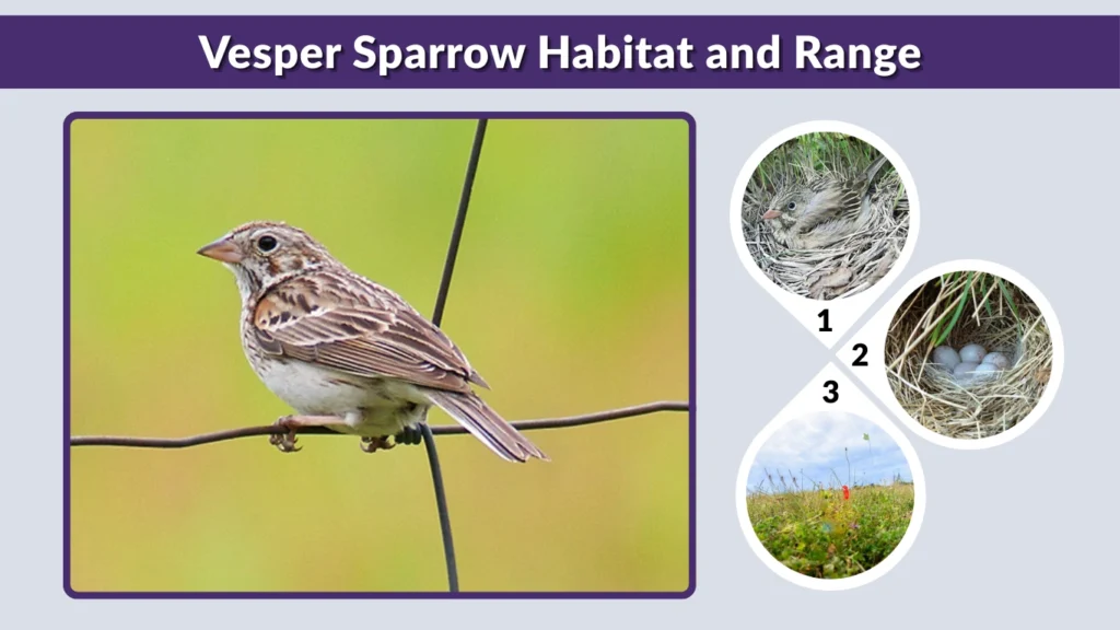 Vesper Sparrow Habitat and Range