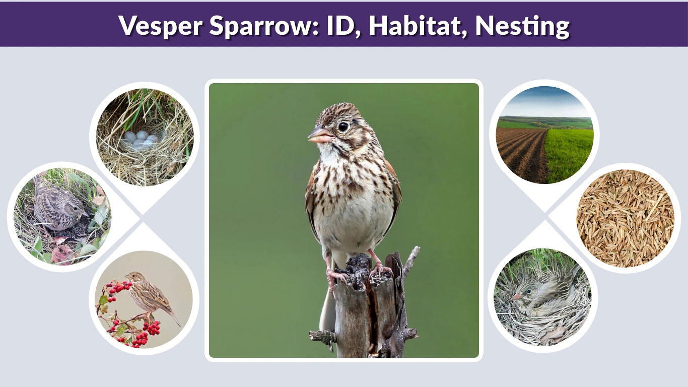 Vesper Sparrow ID, Habitat, Nesting & Bird Facts Guide
