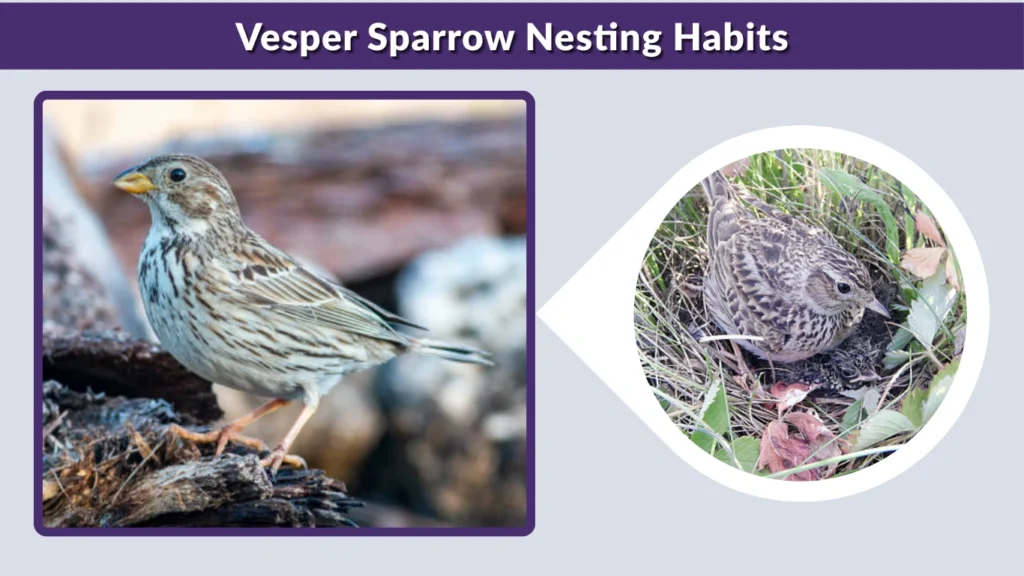 Vesper Sparrow Nesting Habits