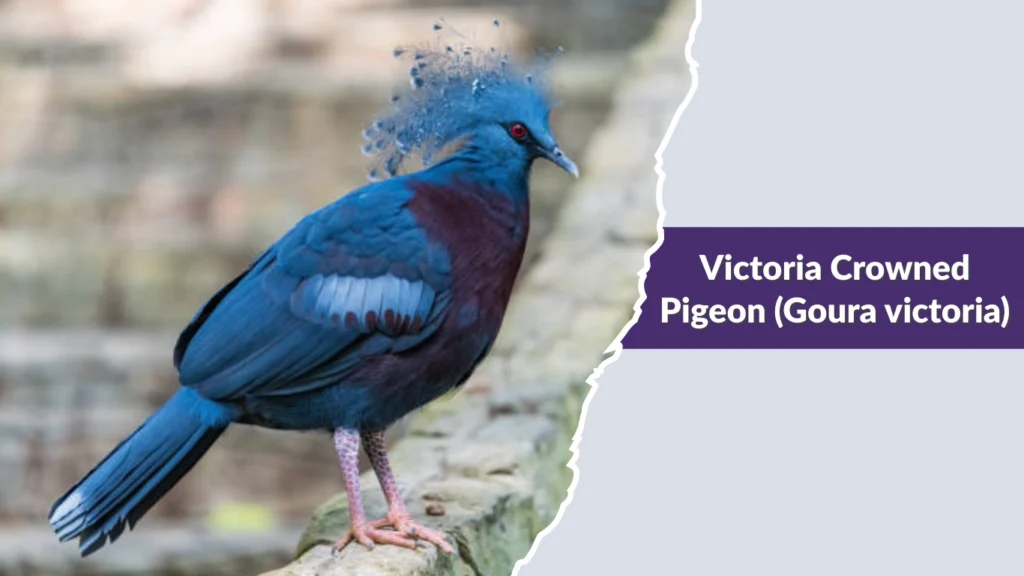 Victoria Crowned Pigeon (Goura victoria)
