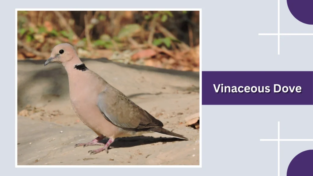 Vinaceous Dove