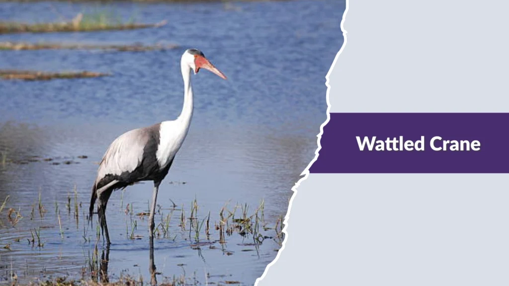 Wattled Crane