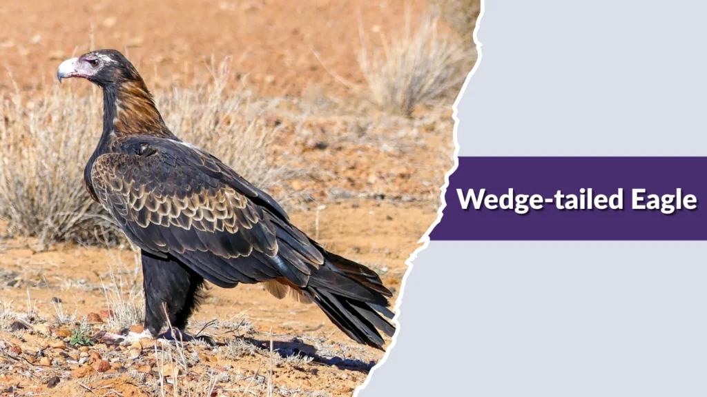 Wedge-tailed Eagle