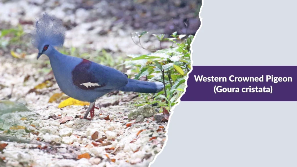Western Crowned Pigeon (Goura cristata)