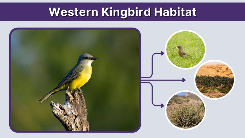 Western Kingbird Habitat