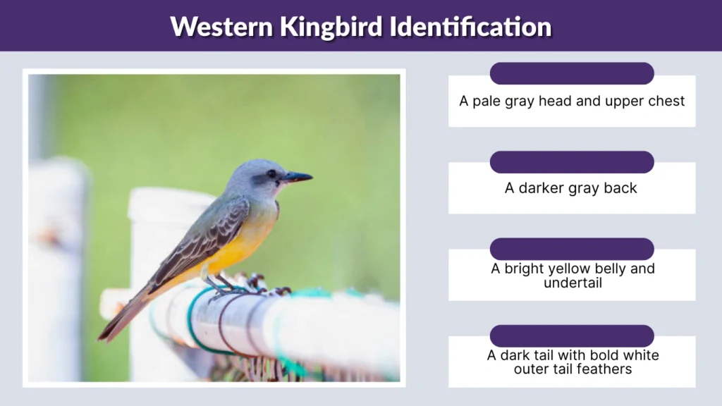 Western Kingbird Identification