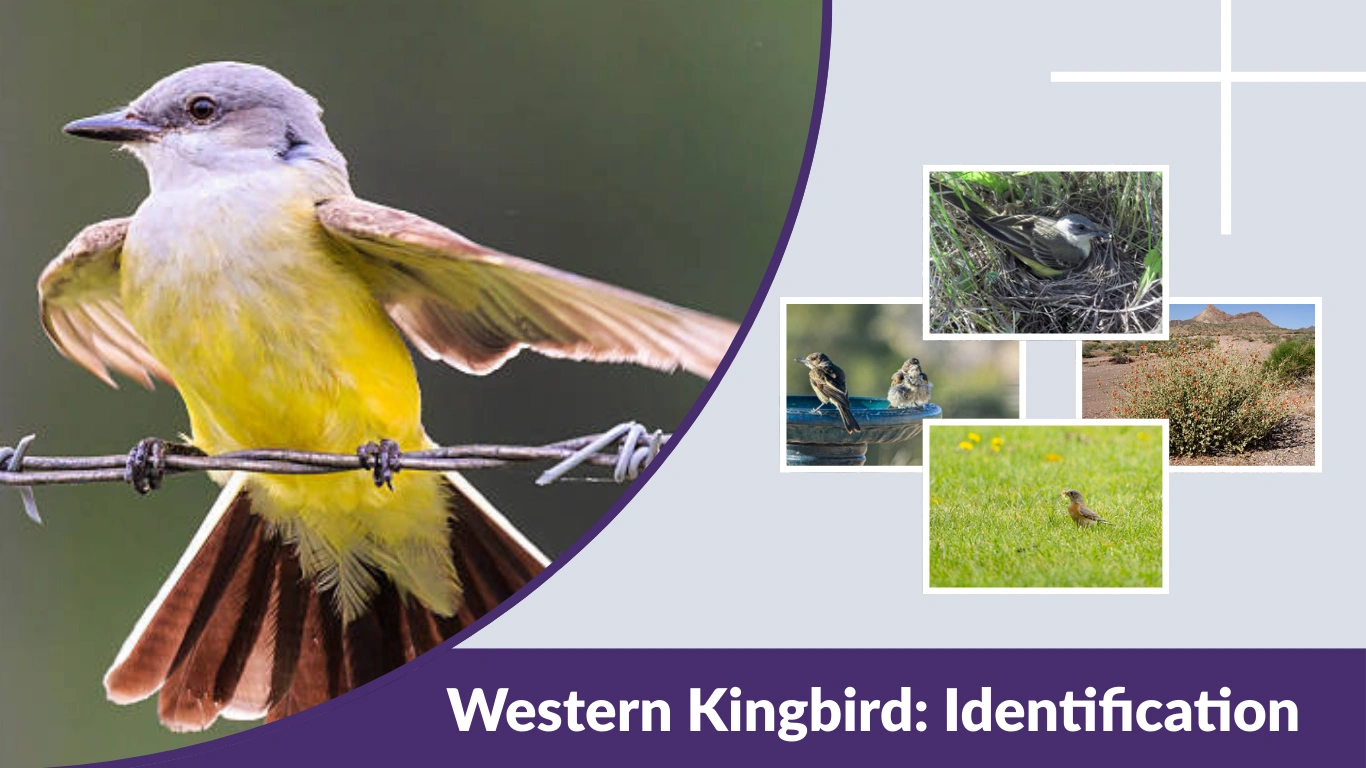 Western Kingbird Identification, Range & Behavior Guide