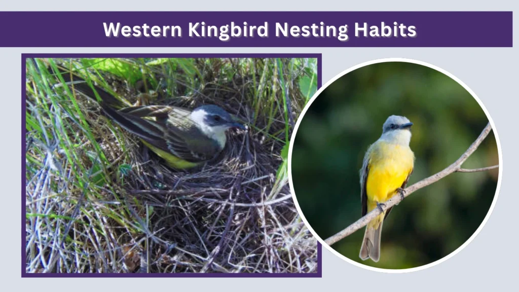 Western Kingbird Nesting Habits