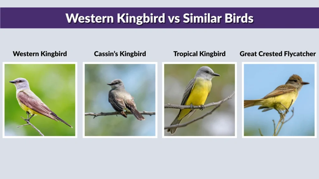 Western Kingbird vs Similar Birds