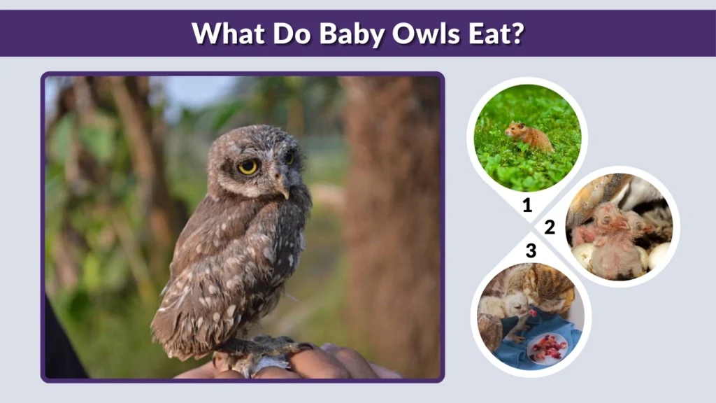 What Do Baby Owls Eat
