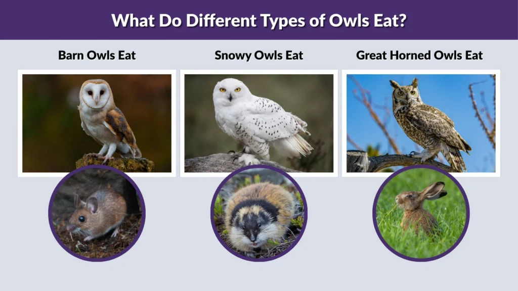 What Do Different Types of Owls Eat