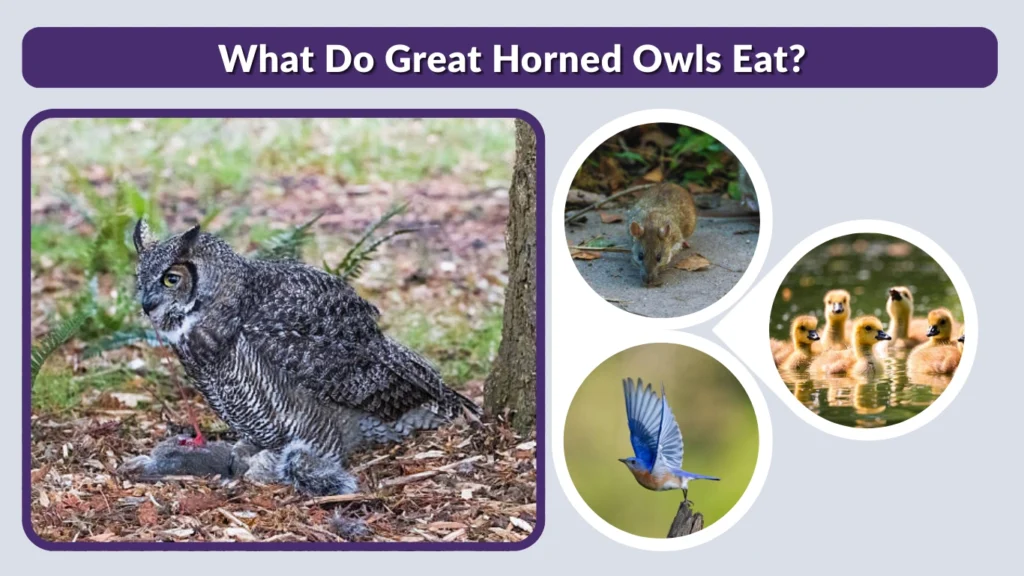What Do Great Horned Owls Eat