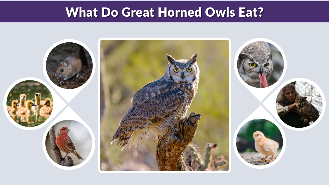 What Do Great Horned Owls Eat? A Complete Diet Guide