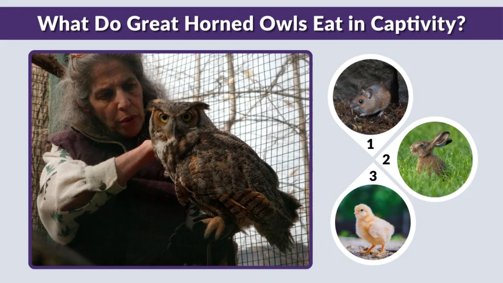 What Do Great Horned Owls Eat in Captivity