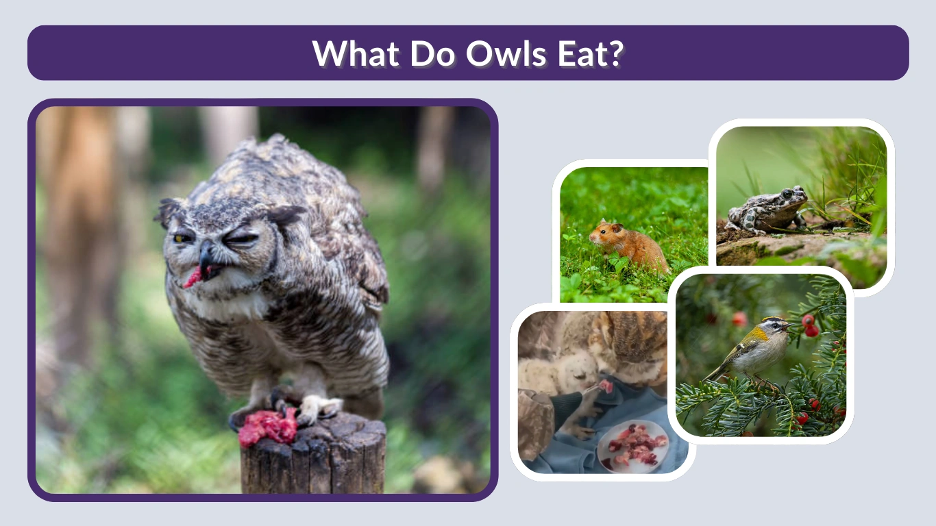 What Do Owls Eat? A Complete Guide to Owl Diets