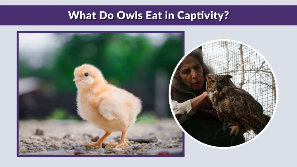 What Do Owls Eat in Captivity