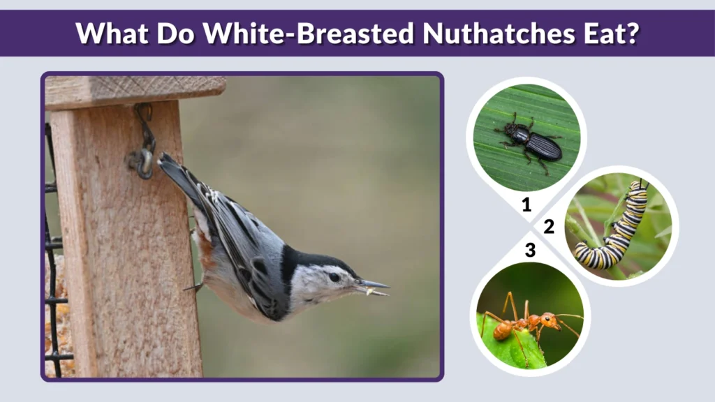 What Do White-Breasted Nuthatches Eat