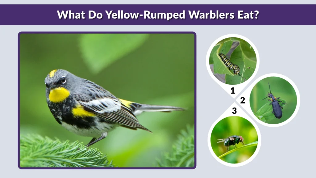 What Do Yellow-Rumped Warblers Eat