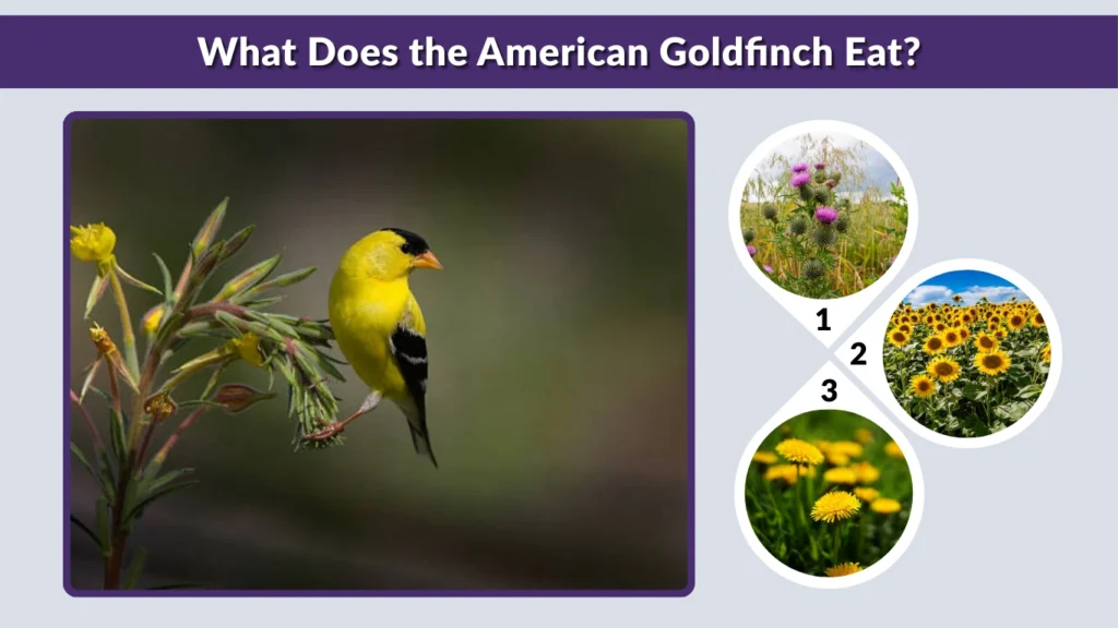 What Does the American Goldfinch Eat